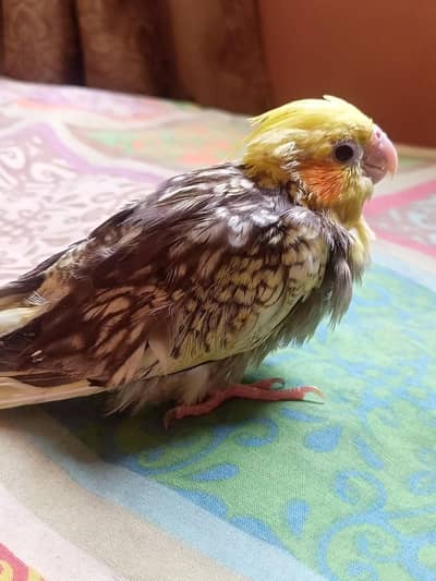 cocktail chick