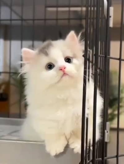 Persian kitten triple Cot for sale. My WhatsApp 03444548868