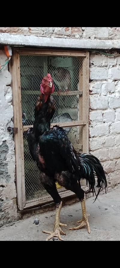 O Shamo Breeder Male Available