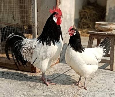 German Lakenvelder Pair / Fancy Hens For sale