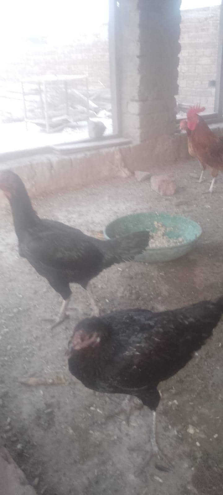 اچھی کوالٹی کی 5اصیل مرغیاں 0
