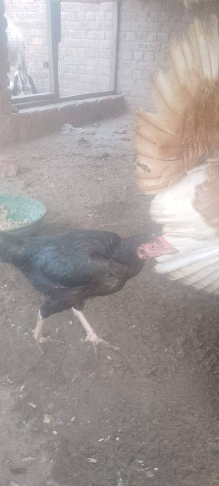 اچھی کوالٹی کی 5اصیل مرغیاں 1