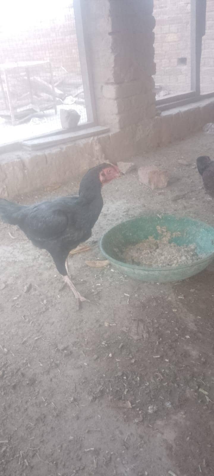 اچھی کوالٹی کی 5اصیل مرغیاں 2