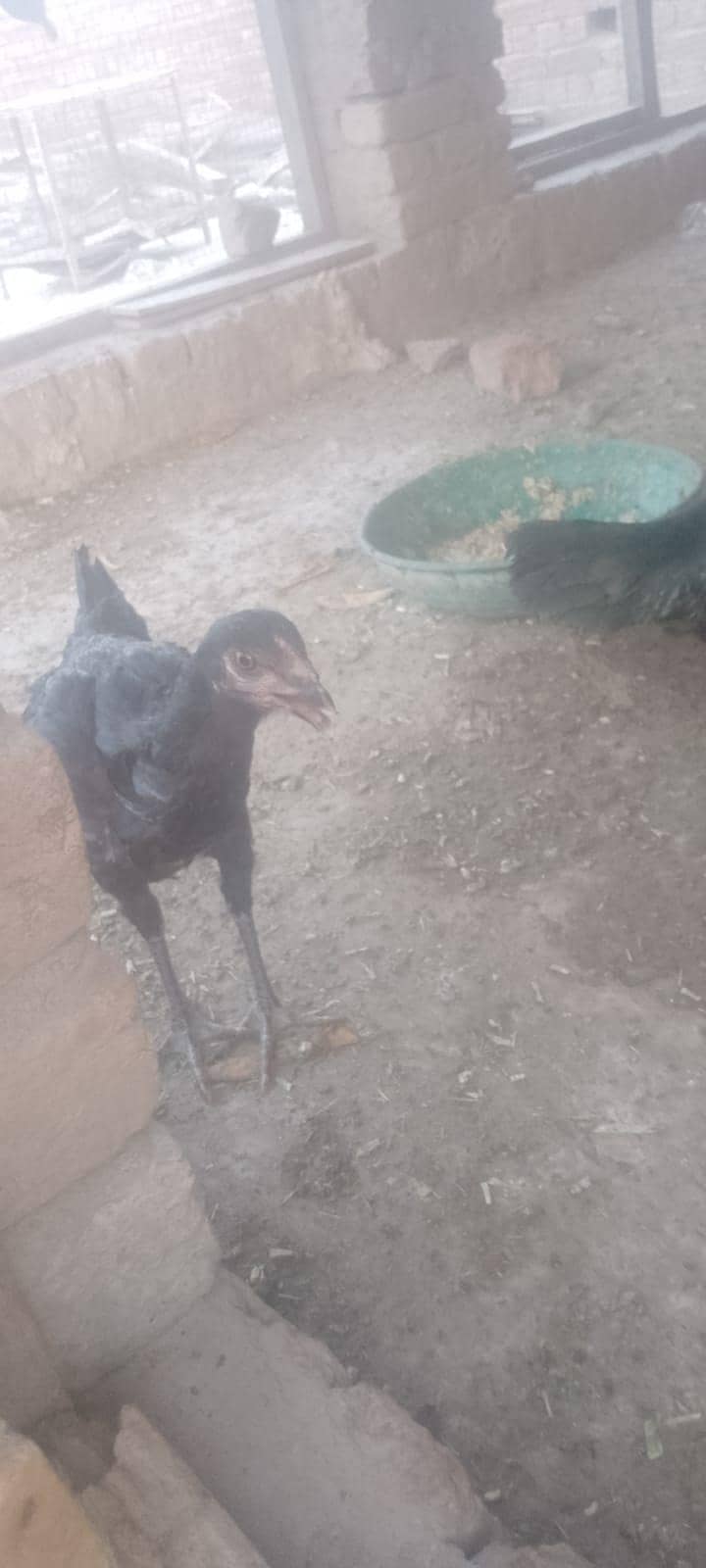 اچھی کوالٹی کی 5اصیل مرغیاں 3