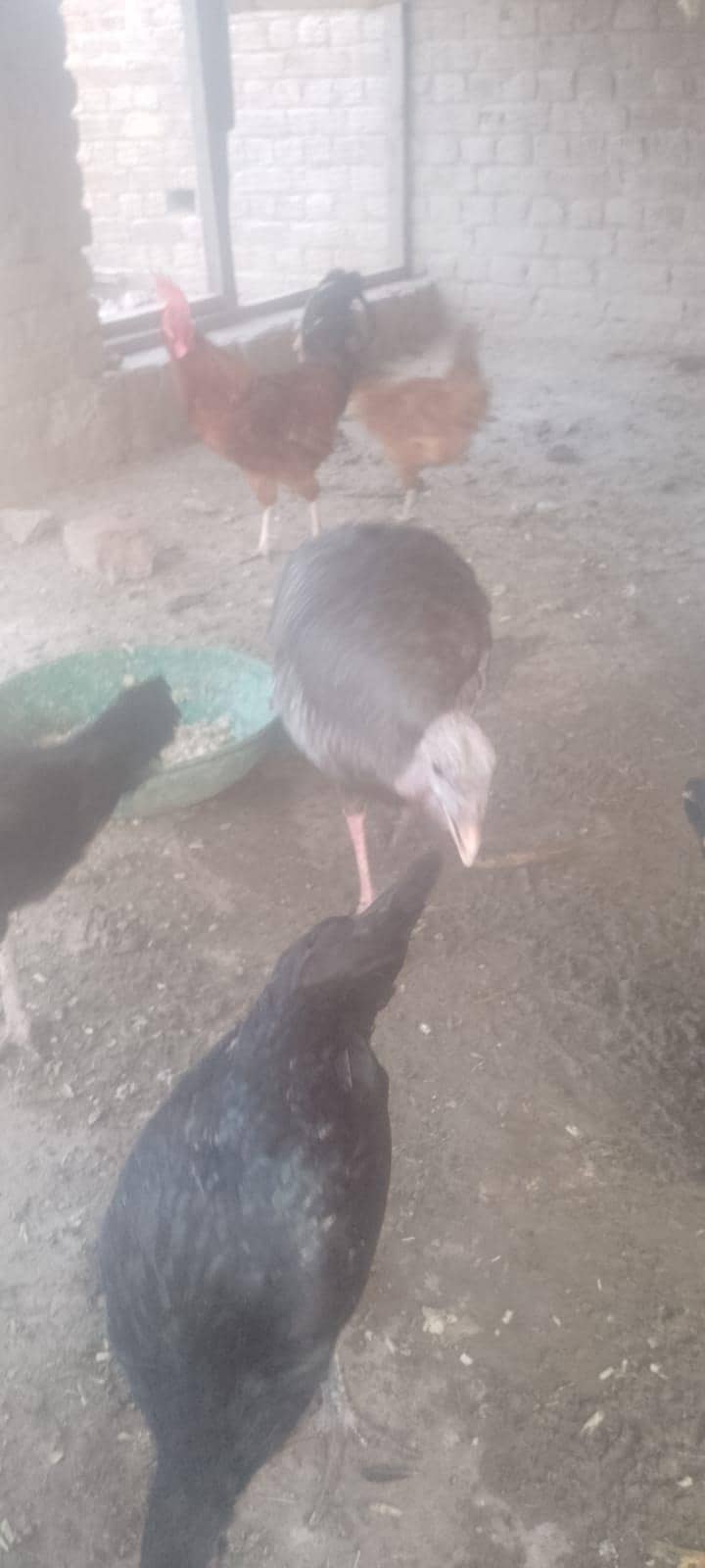 اچھی کوالٹی کی 5اصیل مرغیاں 4