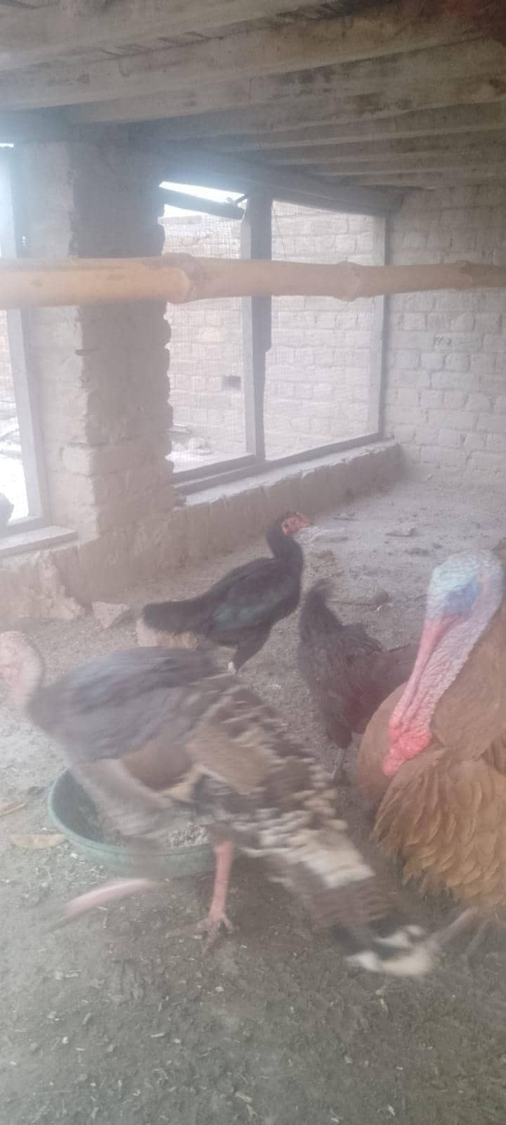 اچھی کوالٹی کی 5اصیل مرغیاں 5