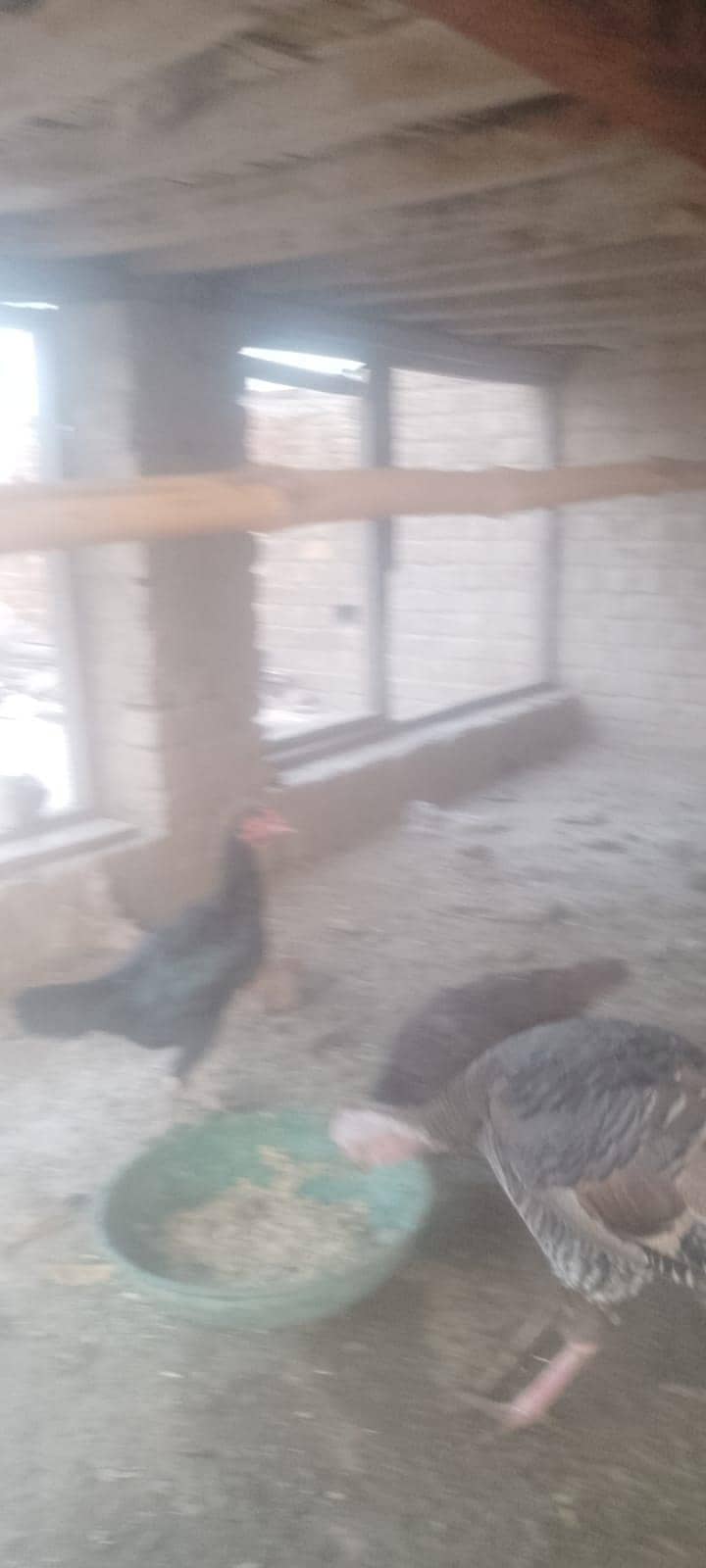اچھی کوالٹی کی 5اصیل مرغیاں 6