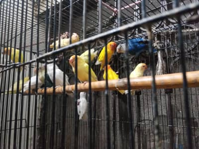 parrots