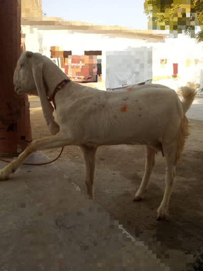 Gulabi goat for sell