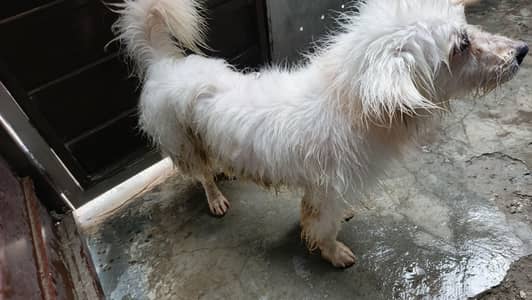 poodle dog full active