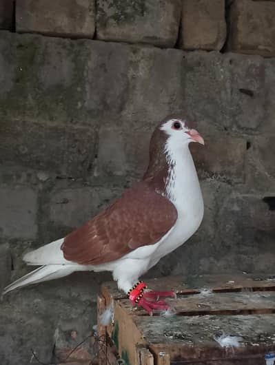sherazi kabootar jora for sale