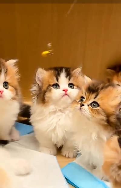 Persian cat triple kot,for sale,my WhatsApp 03444548868