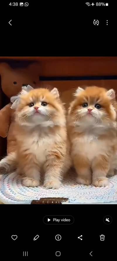 Persian cat triple kot,for sale,my WhatsApp 03444548868