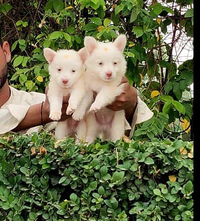Russian puppy ping nose zero size male female for sale