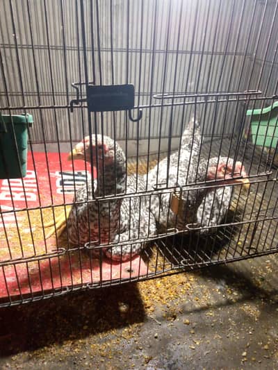 coco shamo male for sale 5 months