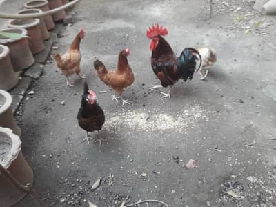 Set of one cock and four hens.
