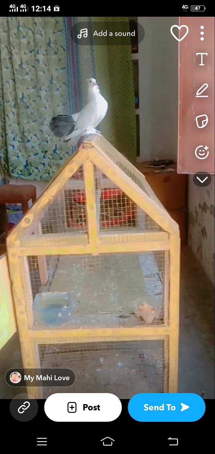 pair sall & cage 1