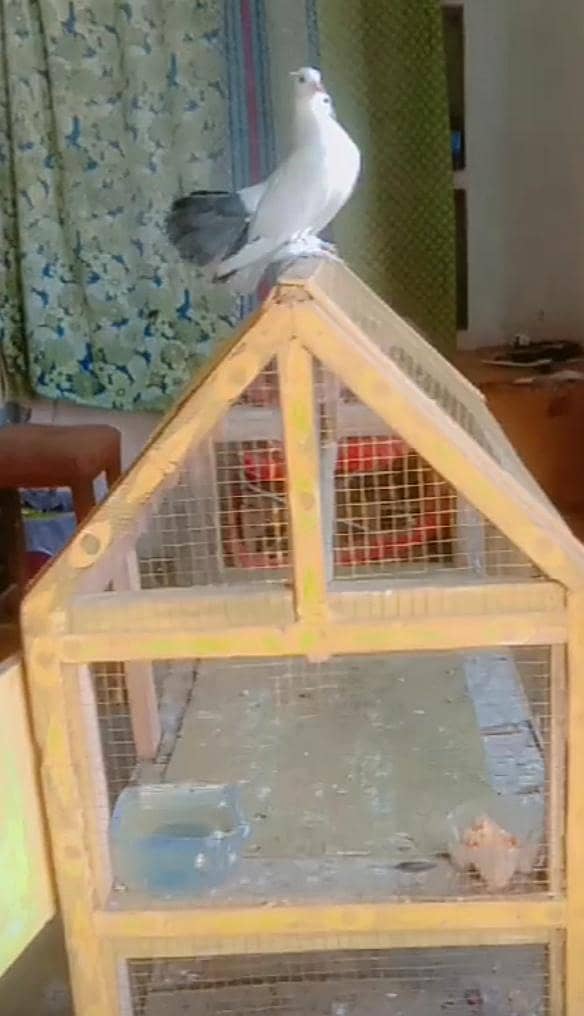 pair sall & cage 3