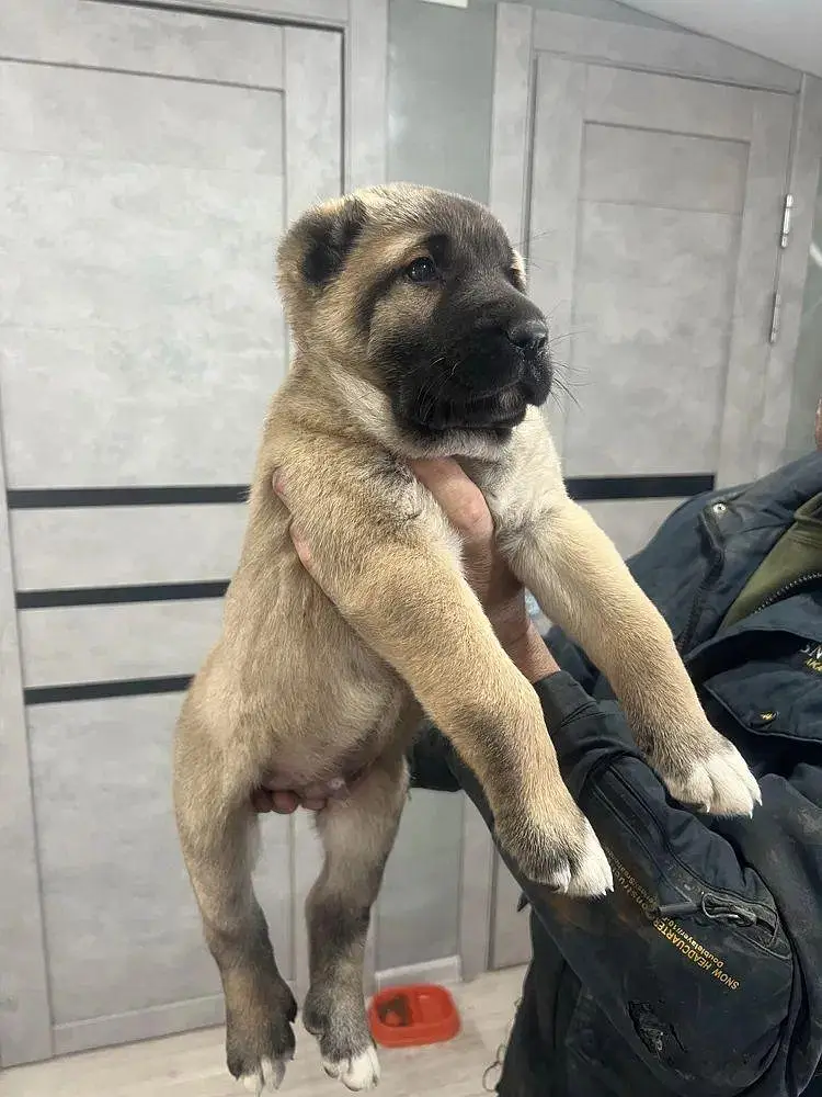 IMPORTED TURKISH KANGAL PUPPIES ARE AVAILABLE FOR BOOKING — photo 2