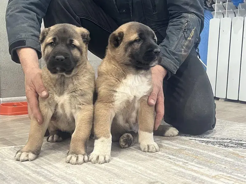 IMPORTED TURKISH KANGAL PUPPIES ARE AVAILABLE FOR BOOKING — photo 3