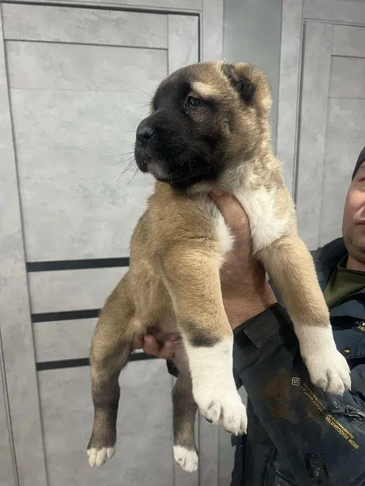 IMPORTED TURKISH KANGAL PUPPIES ARE AVAILABLE FOR BOOKING