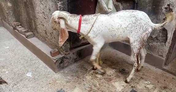 male goat for sale urgently