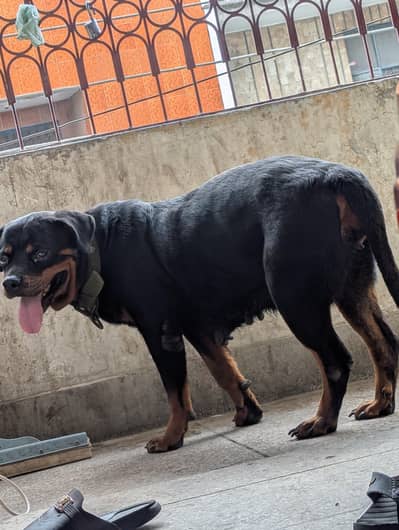 Rottweiler togfemale