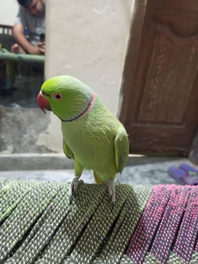 talking tame parrot