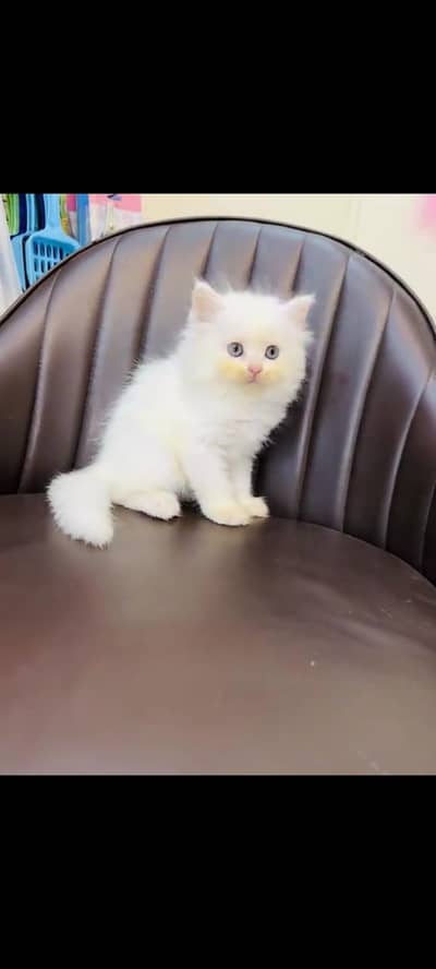 persian cat for sale MywatsapppNumber 0320-19-06-573