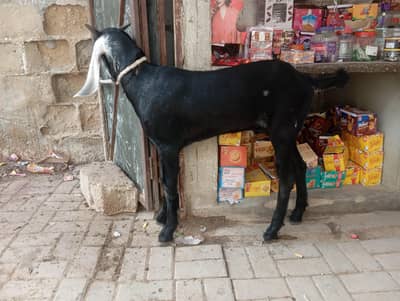 jhaklana breed bakra