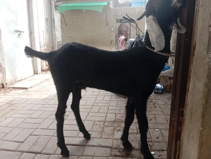 jhaklana breed bakra — photo 2