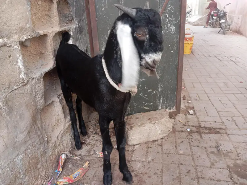 jhaklana breed bakra — photo 3