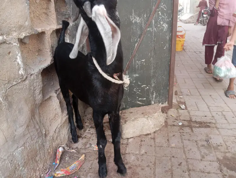jhaklana breed bakra — photo 4
