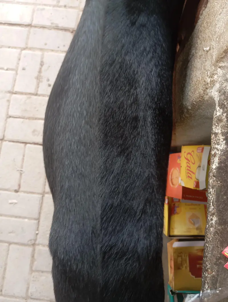 jhaklana breed bakra — photo 5