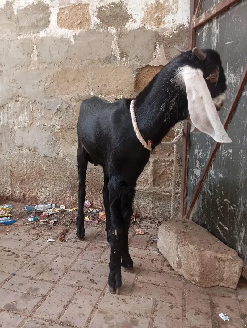 jhaklana breed bakra — photo 6