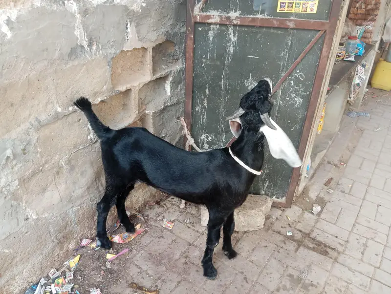 jhaklana breed bakra — photo 7