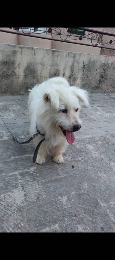 poodle dog full active