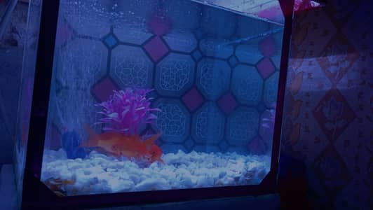 Fish Aquarium