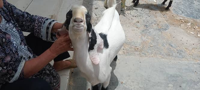 Goats with Kids