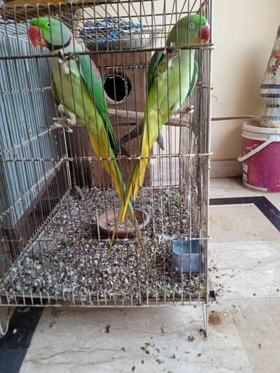 Raw breeder pair Wild