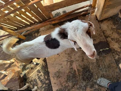 Munda breeder bakra for sale