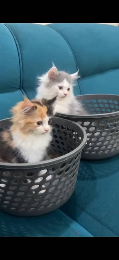 persion kitten