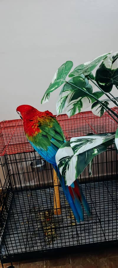 green wing macaw