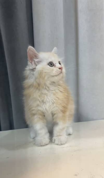 Persian kitten for sale