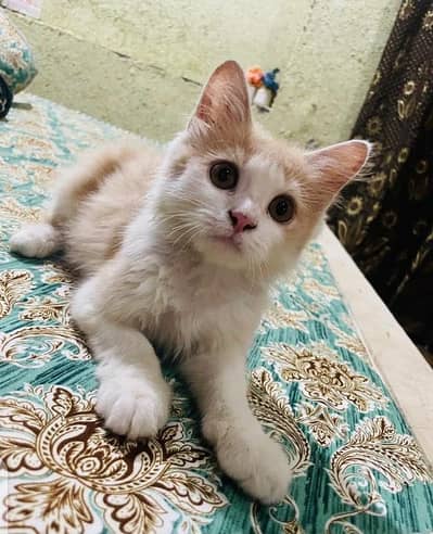 Cat for sale male