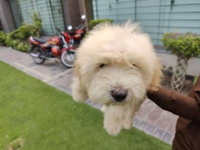 female poodle 