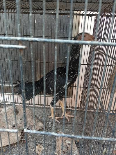 Animal