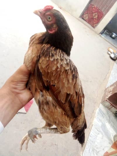 acchi murgi hai