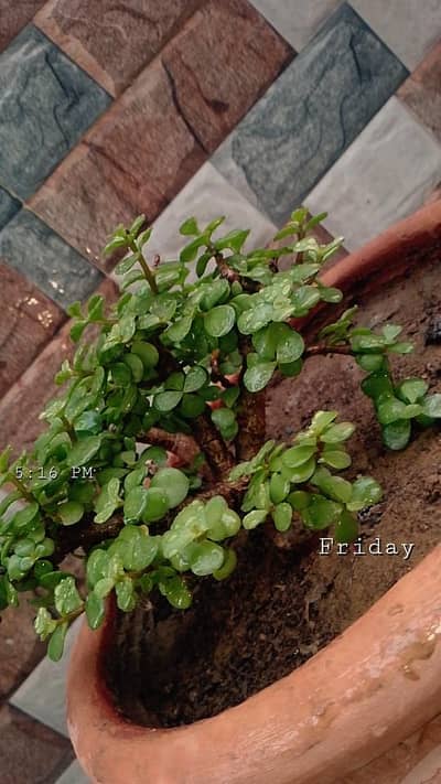 Jade plant bonsai