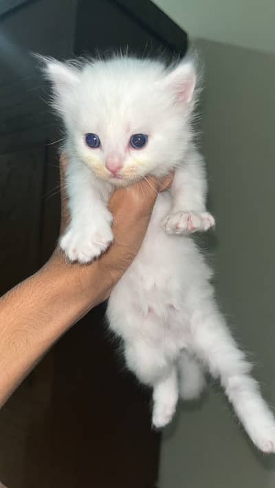 Persian kitten cat